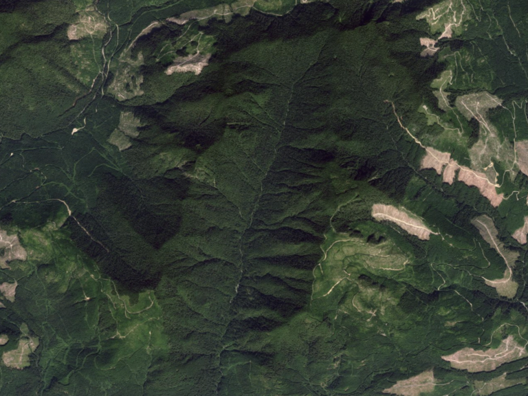 Green Party Leader Urges Ancient Forest Protection, Not Confrontation