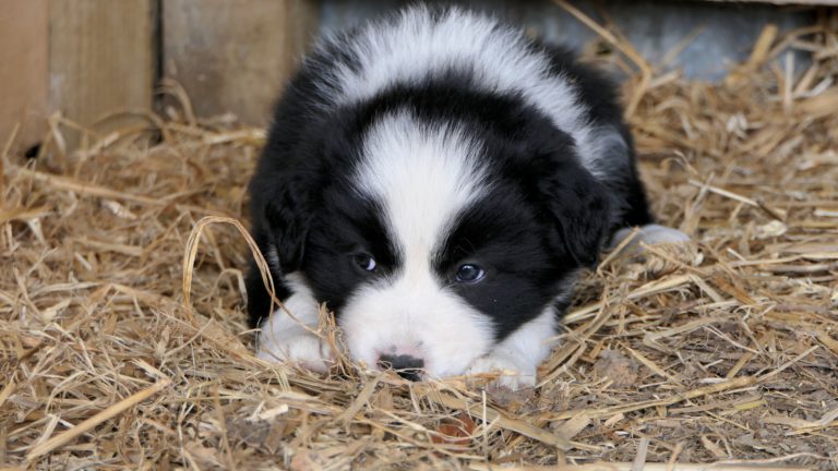 Puppy Scams Create Heartbreak for People Seeking Companionship