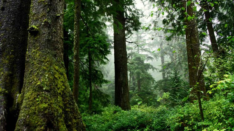 Forest March BC: Duncan to rally for old-growth forests tomorrow
