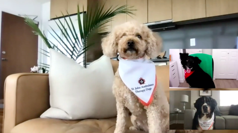 St. John Ambulance boosting spirits with virtual therapy dog sessions