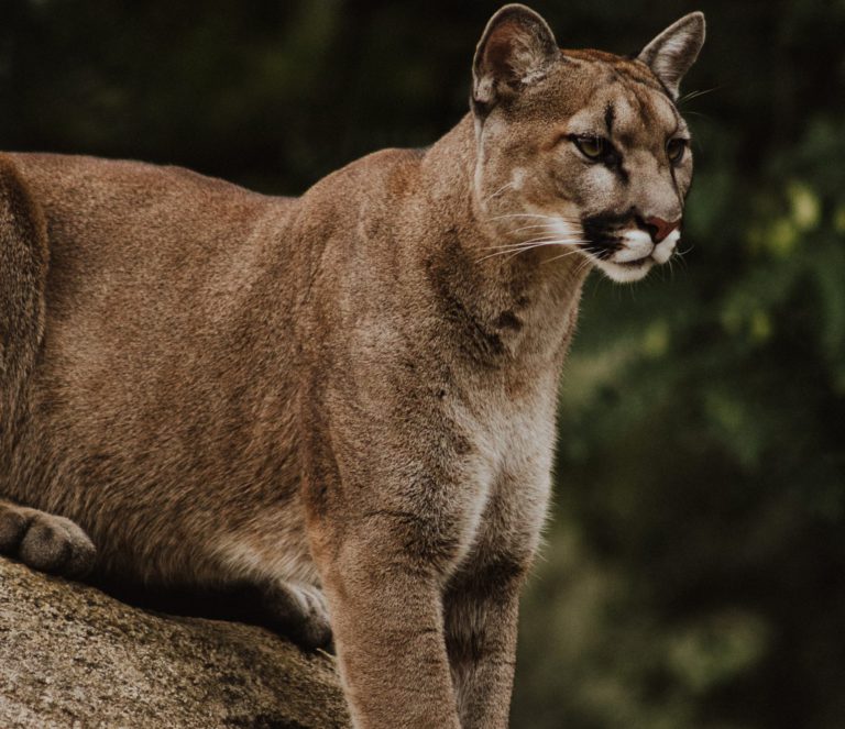 Cougar Reported in the Area of Cedar Avenue in Duncan