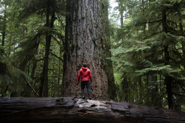 Cathedral Grove to remain closed when HWY 4 reopens this weekend