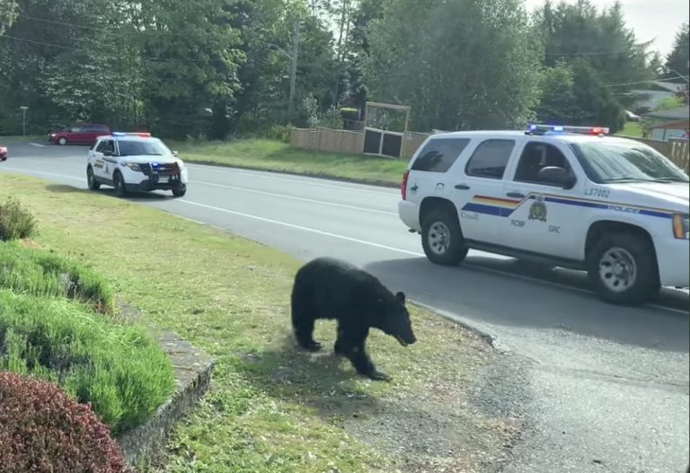 Wildlife Encounters in Ladysmith and Duncan