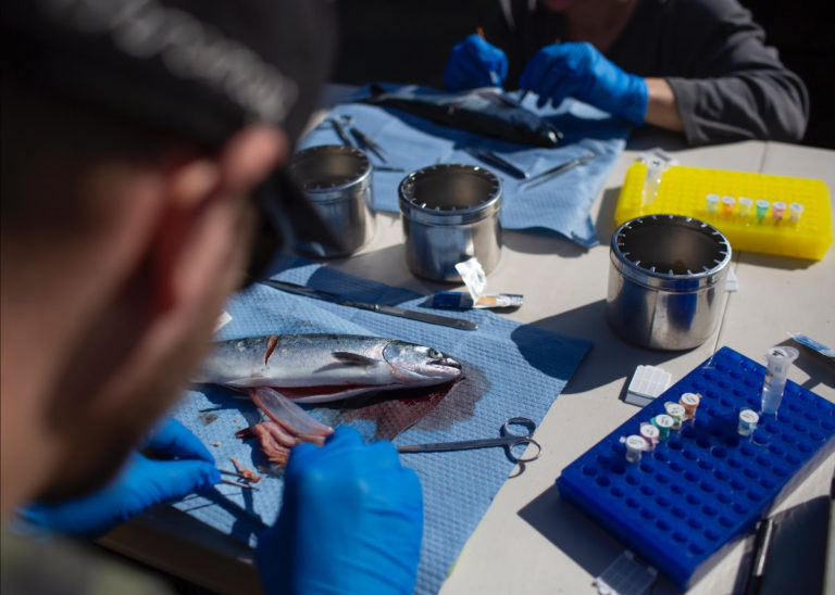 Virus Infecting Farmed and BC Wild Salmon Arrived From the North Atlantic