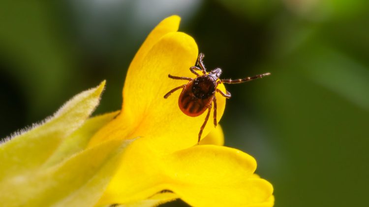TICK SEASON: La Canadian Lyme Disease Foundation avverte di parassiti fastidiosi