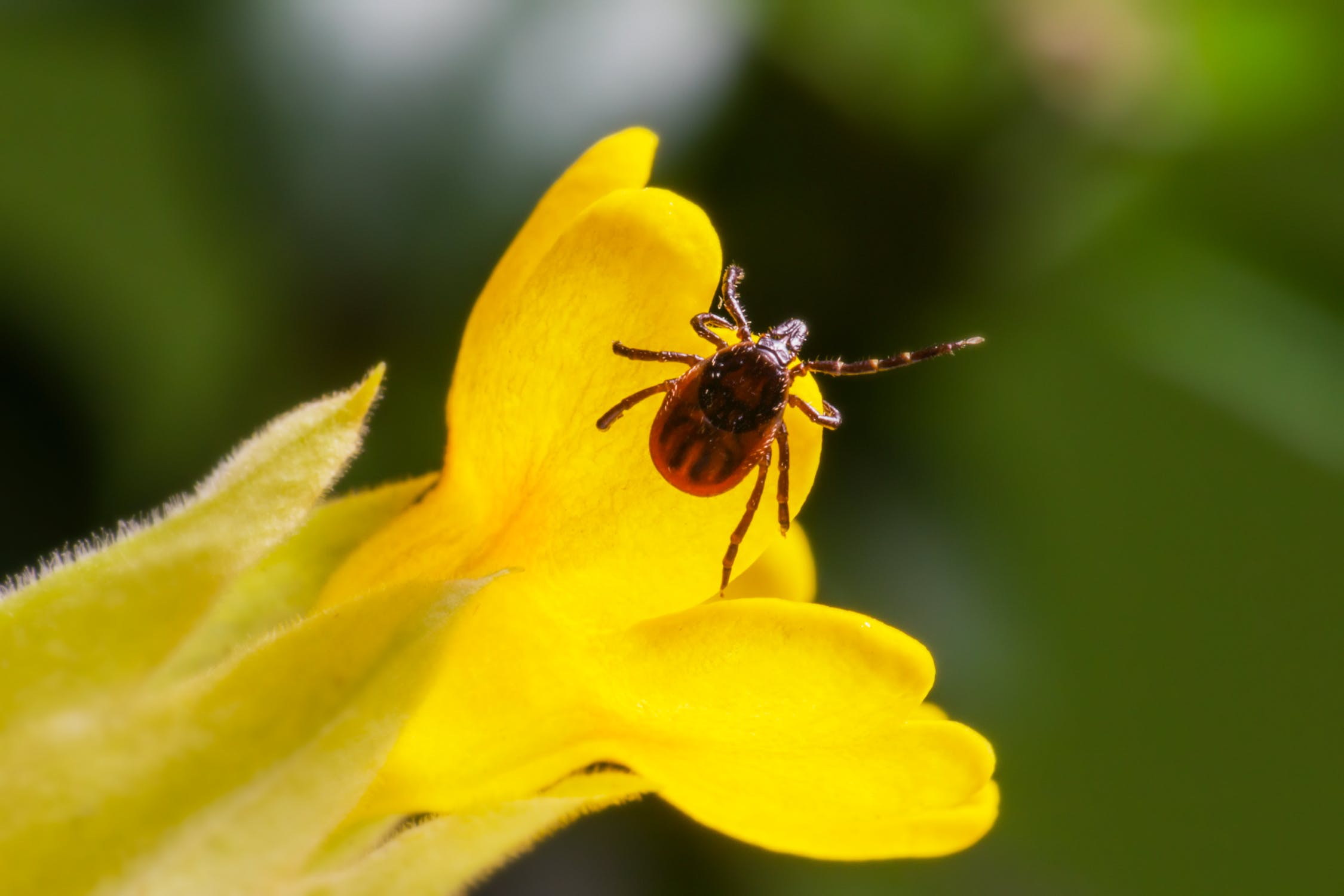 TICK SEASON: La Canadian Lyme Disease Foundation avverte di parassiti fastidiosi