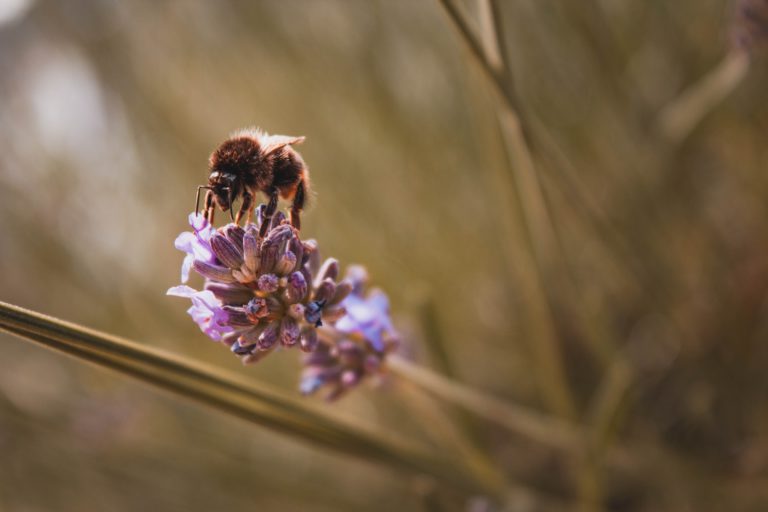 Duncan is BC’s Newest Bee City