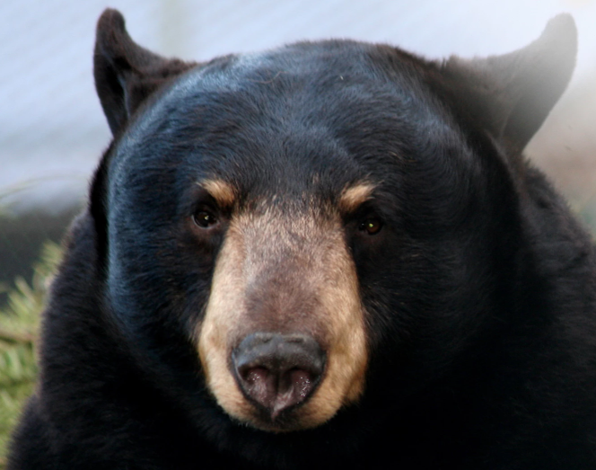Famous Vancouver Island black bear ‘Knut’ passes away