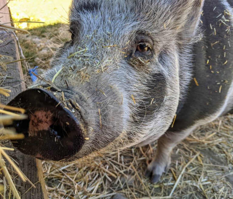 One Gate to Close, But Another Will Open for RASTA Sanctuary Animals