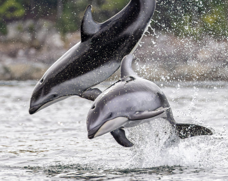 ‘Incredible’ dolphin encounter north of Campbell River for wildlife photographer