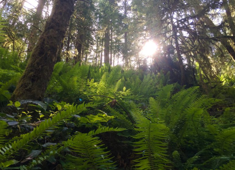 New Provincial Park Coming to Cowichan Valley