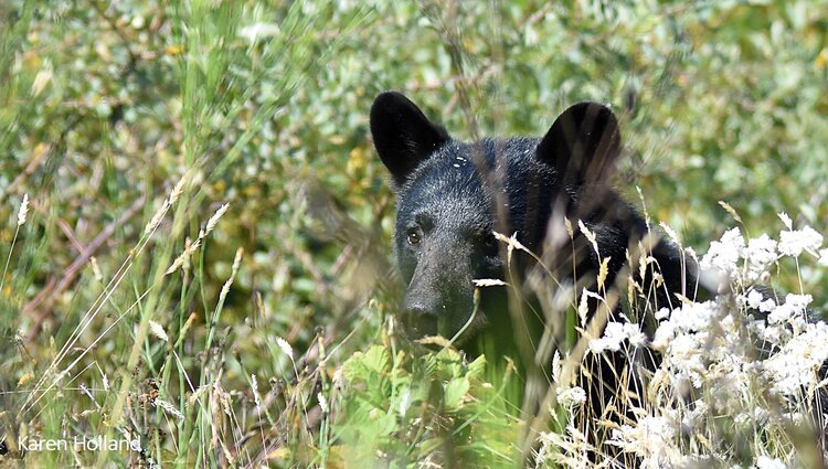 Worst year on record for black bear culls followed by the best in 2024