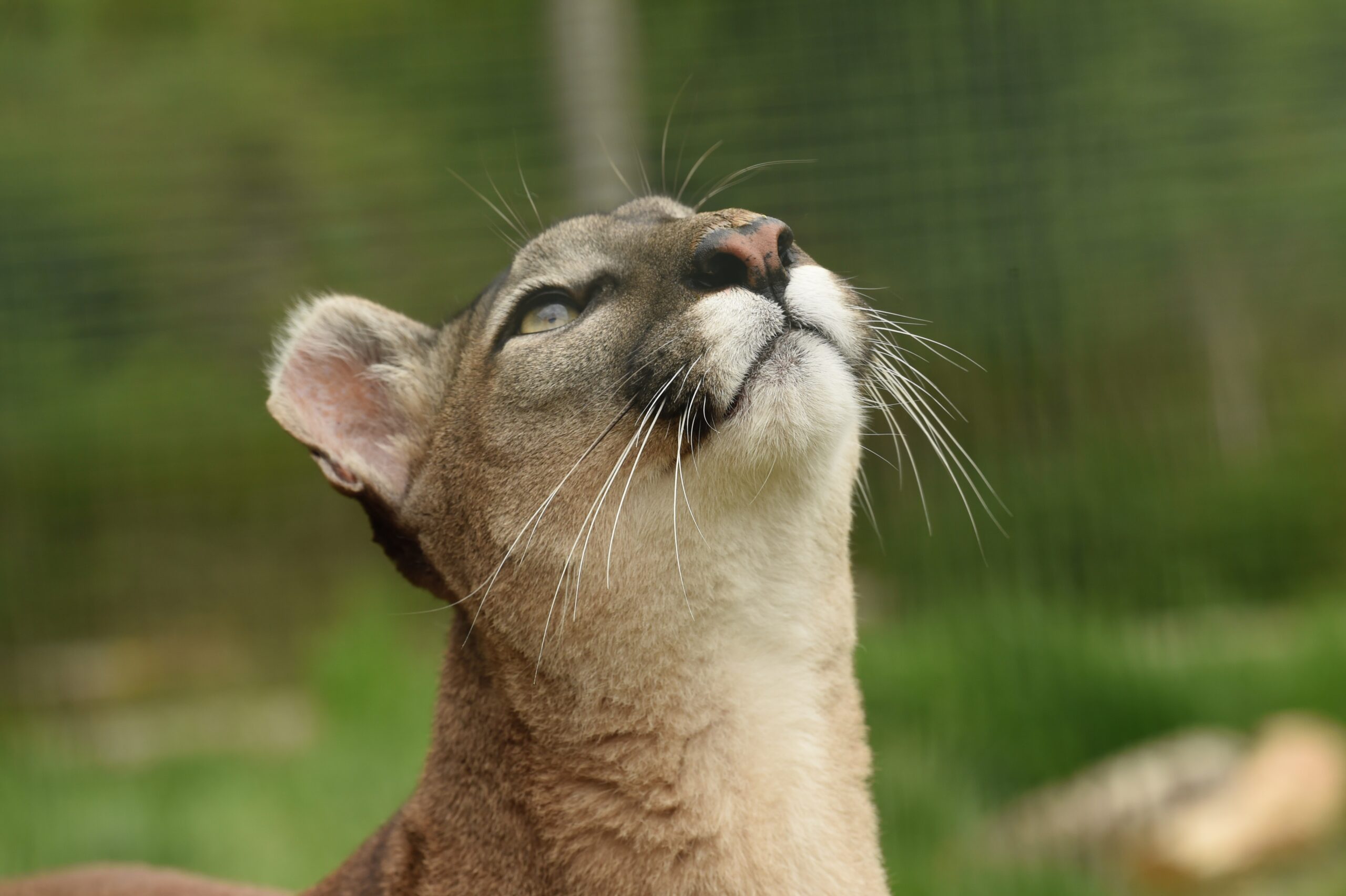 Cougars and Kittens two