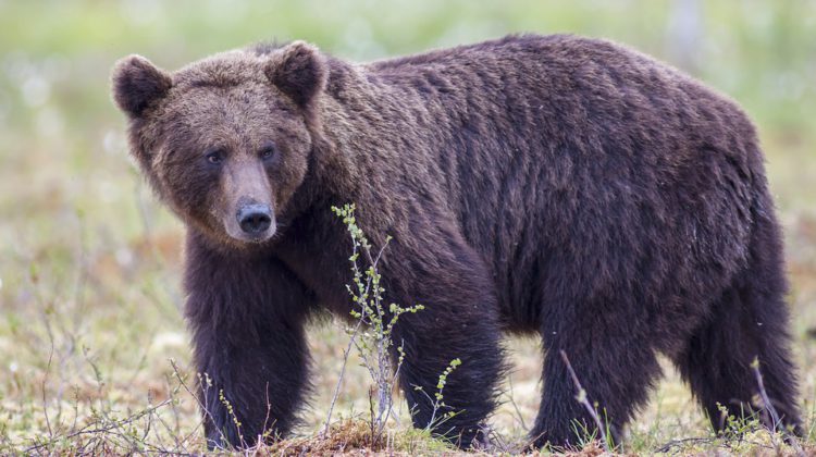 Bear watching pros welcome new rules and guidelines