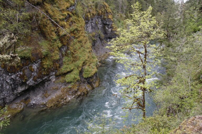 Tubing Accident Claims Life on Cowichan River