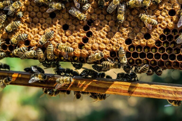 Island beekeeper says SFU varroa mite treatment may create a new solution