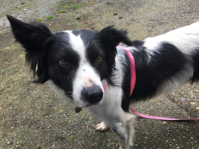 Border collie found and recovering after spending 73 days on the run