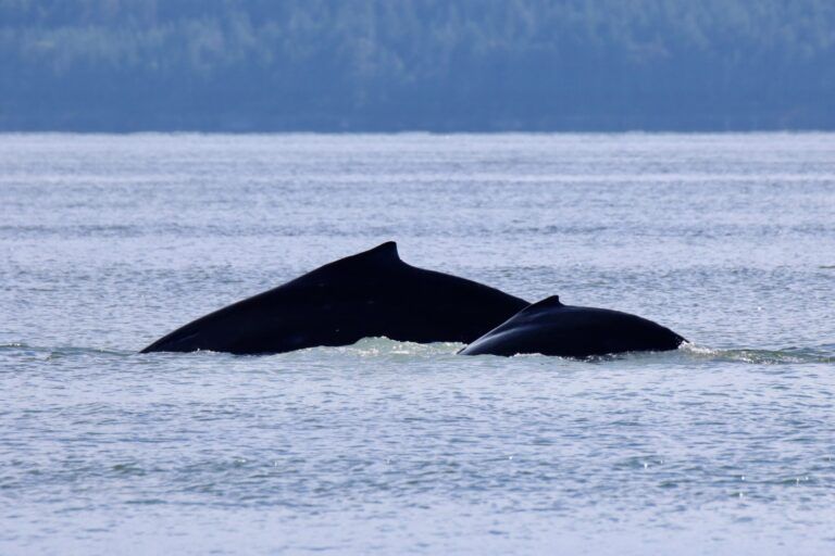 New humpback whale moms and calves sighted in Salish Sea today