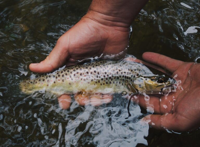 Local trout hatchery opens it’s doors to the public