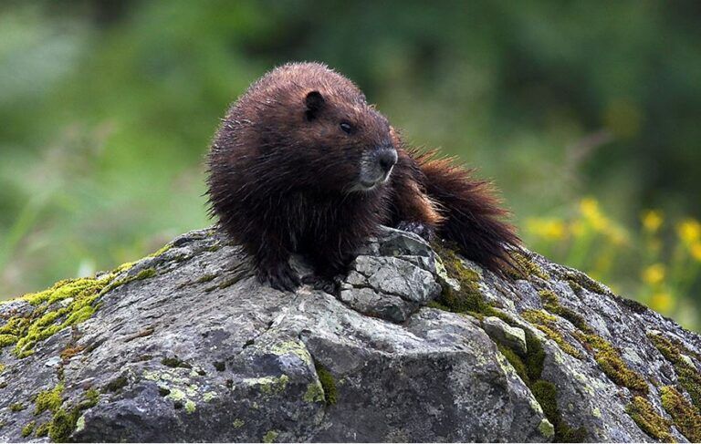 Marmots released into the wild on Mount Washington to bolster population
