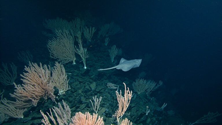 Researchers discover first evidence of deep-sea skate laying eggs on thermal seamount