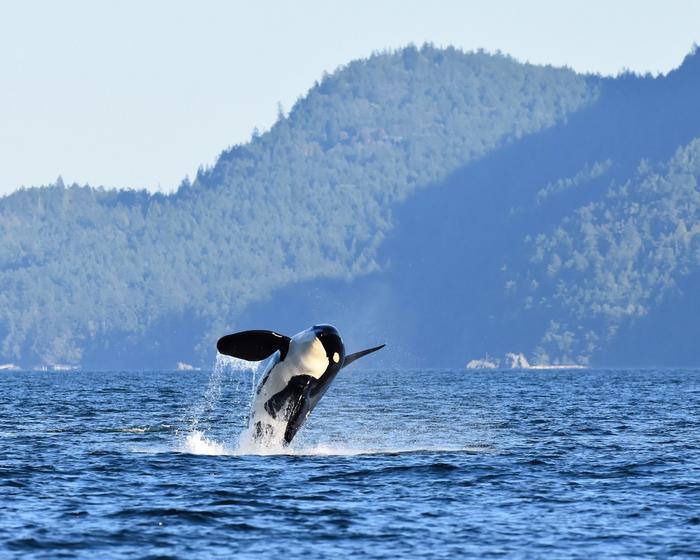 Endangered orcas changing seasonal behaviour to follow salmon, research shows