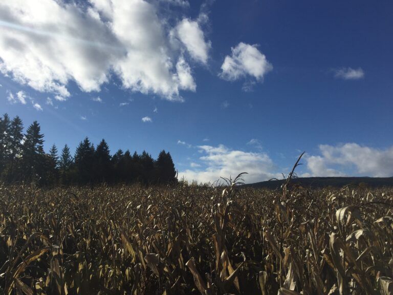 Dairy farmers forced to stop watering forage crops because of drought conditions