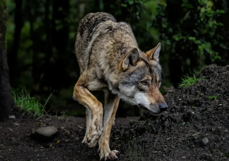 Wolf Dog beyond jurisdiction of BC Conservation Officer Service 