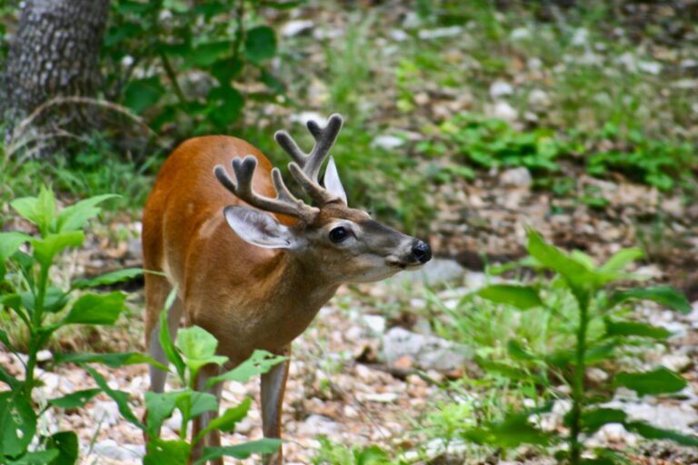 Deer samples needed as chronic wasting disease detected in B.C., expected to spread