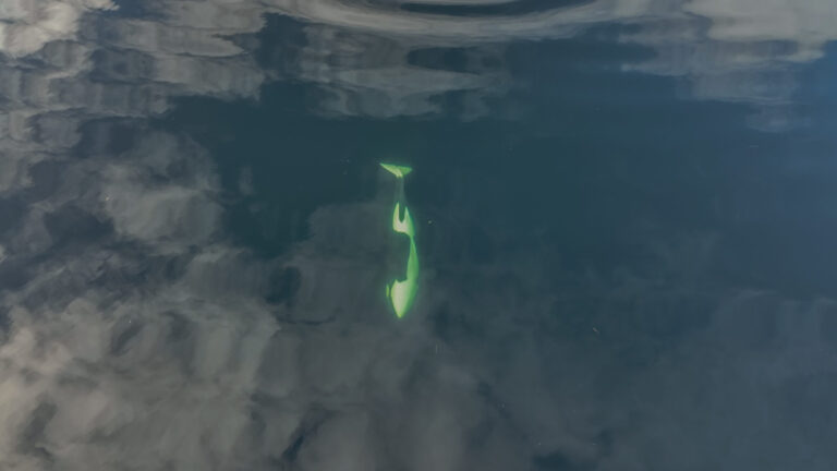 Rescue plans for stranded orca calf taking shape with multi-agency effort