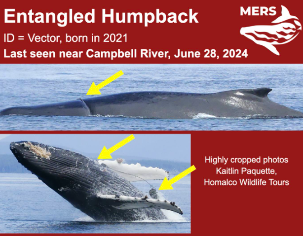 Entangled humpback spotted near Campbell River, boaters asked for help