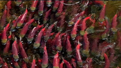 Mediocre returns for Fraser sockeye, while Columbia River expects record numbers