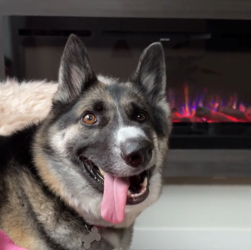 Canine TikTok star now calls Vancouver Island home