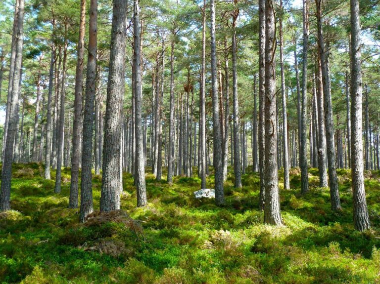 BC Government forms new council to support forestry sector