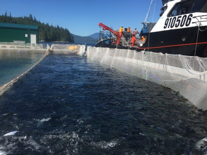 Supporting local food producers includes BC salmon farmers, rep says