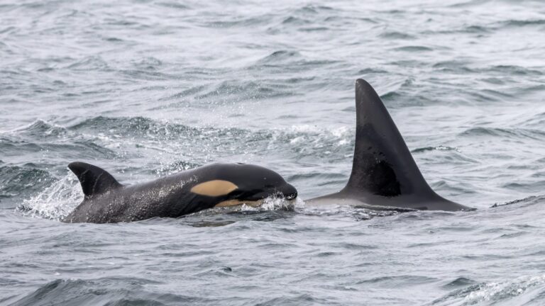 New orca calf sighted same day as death of man who saved its ancestor