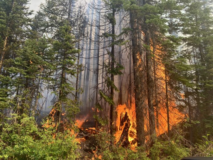 BC Hydro prepping for wildfire risks ahead of 2025 season