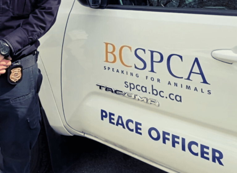 SPCA pleased with $10,000 fines for neglect of farm animals on Ladysmith property