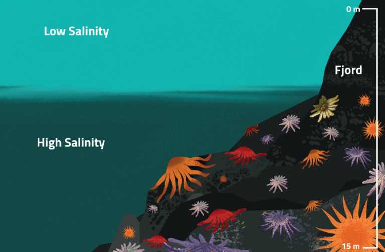 Some sunflower sea stars recovering after near-extinction, research shows