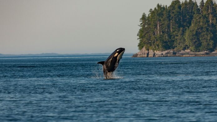 Photo of an orca leaping out of the water.