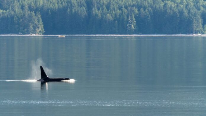 Photo of orca breaching