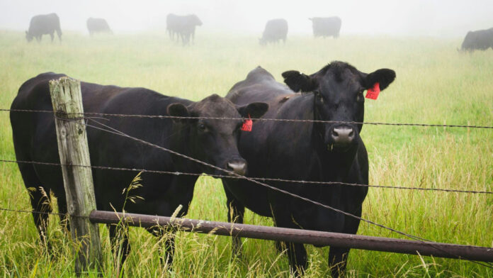 Cattle at a ranch